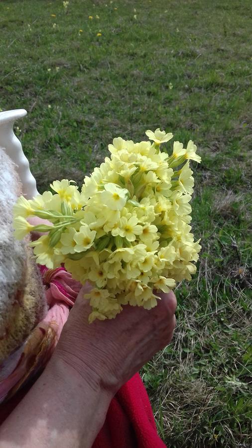 Pensiunea Gentiana Vatra Dornei Buitenkant foto